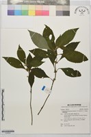 藏品(台灣假糙蘇)的圖片