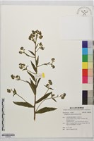 藏品(琉璃草)的圖片