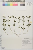 藏品(母丁香)的圖片
