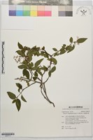 藏品(玉山糯米樹、狹葉糯米樹)的圖片