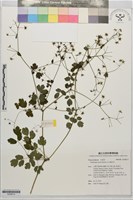 藏品(玉山唐松草)的圖片