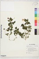 藏品(紫花鳳仙花)的圖片