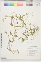藏品(疏花繁縷)的圖片