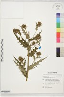 藏品(阿里山薊)的圖片