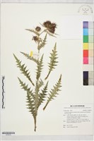 藏品(紫花阿里山薊)的圖片