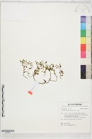 藏品(火焰草)的圖片