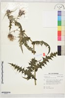 藏品(細川氏薊)的圖片
