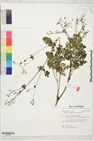 藏品(密葉唐松草)的圖片
