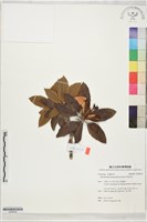 藏品(南湖杜鵑)的圖片
