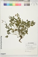 藏品(疏花黃菫)的圖片
