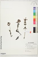 藏品(高山馬先蒿)的圖片