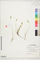 藏品(川上短柄草)的圖片