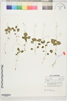 藏品(高山露珠草)的圖片