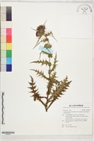 藏品(紫花阿里山薊)的圖片