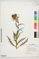 藏品(阿里山薊)的圖片