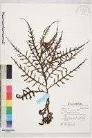 藏品(玉山黃菀)的圖片