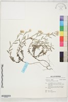 藏品(高山當藥)的圖片