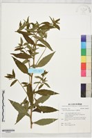 藏品(玉山鐵桿蒿)的圖片