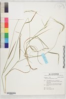 藏品(玉山雀麥)的圖片