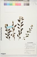 藏品(清水馬蘭)的圖片