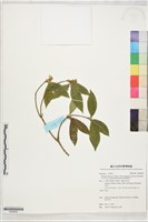 藏品(臺灣茵芋)的圖片