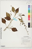 藏品(大萼香茶菜)的圖片