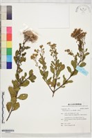 藏品(鯽魚膽、闊苞菊)的圖片