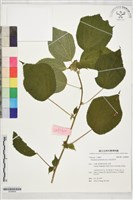 藏品(菲島垂桉草)的圖片