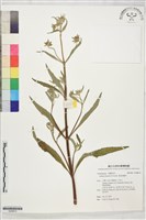 藏品(濱海馬鞭草)的圖片