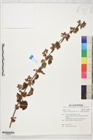藏品(香苦草、狗母蘇、假走馬風)的圖片