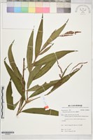 藏品(蠶繭草)的圖片