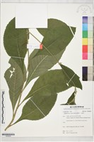 藏品(地膽草、毛蓮菜)的圖片
