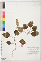藏品(小鞘蕊花、彩葉草)的圖片