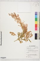 藏品(臺灣藜)的圖片