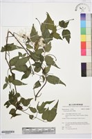 藏品(串鼻龍)的圖片