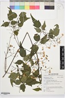藏品(串鼻龍)的圖片