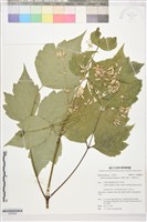 藏品(台灣牡丹藤、台灣草牡丹)的圖片