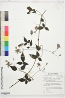 藏品(巴氏鐵線蓮)的圖片