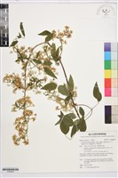 藏品(梨山小蓑衣藤)的圖片