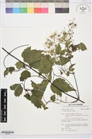 藏品(串鼻龍)的圖片