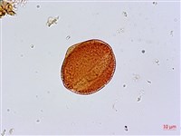 藏品(菊花木)的圖片