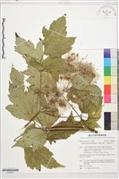 藏品(台灣牡丹藤、台灣草牡丹)的圖片