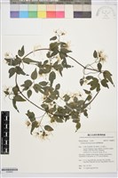 藏品(臺灣鐵線蓮)的圖片