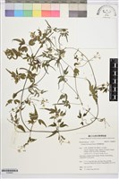 藏品(臺灣鐵線蓮)的圖片