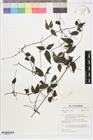 藏品(彭氏鐵線蓮)的圖片