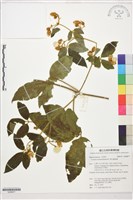 藏品(銹毛鐵線蓮)的圖片