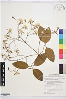 藏品(厚葉鐵線蓮)的圖片