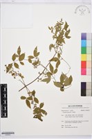 藏品(梨山小蓑衣藤)的圖片