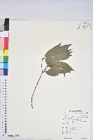 藏品(三斗石櫟)的圖片