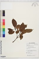 藏品(牛樟)的圖片